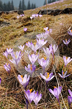Crocus vernus - saffron flower