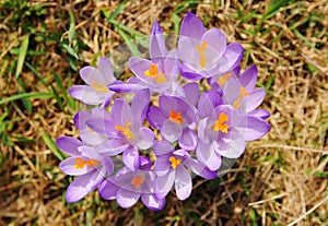 Crocus vernus - saffron flower