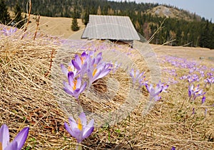 Crocus vernus - saffron flower