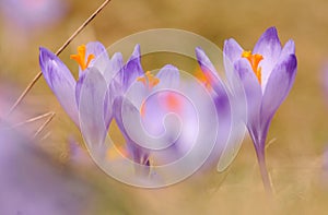 Crocus vernus - saffron flower