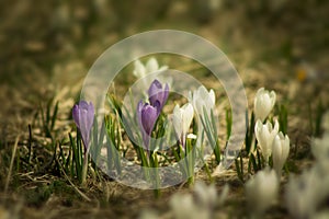 Crocus vernus - saffron flower photo