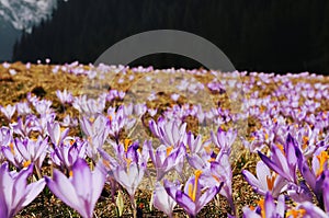 Crocus vernus - saffron flower photo