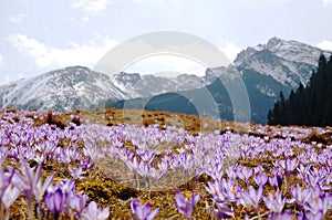Crocus vernus - saffron flower photo