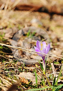 Crocus vernus - saffron flower photo