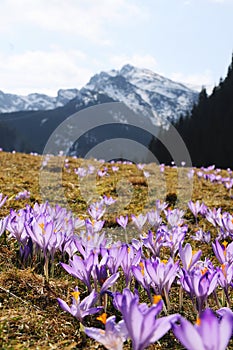 Crocus vernus - saffron flower photo