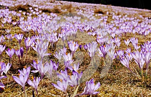 Crocus vernus - saffron flower photo