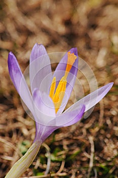 Crocus vernus - saffron flower photo