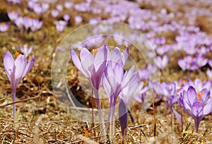 Crocus vernus - saffron flower photo