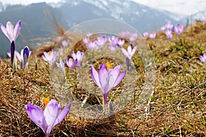 Crocus vernus - saffron flower photo