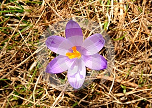 Crocus vernus - saffron flower photo