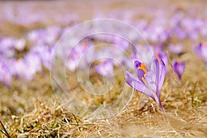 Crocus vernus - saffron flower photo