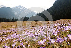 Crocus vernus - saffron flower photo