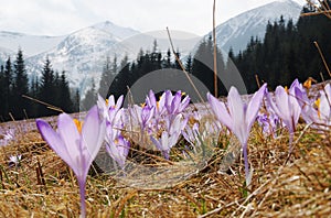 Crocus vernus - saffron flower photo