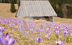 Crocus vernus - saffron flower photo