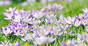 Crocus vernus, in spring