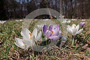 Crocus vernus - spring crocus, giant crocus. Blooming violet and white flowers on the spring meadow.