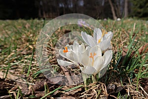 Crocus vernus - spring crocus, giant crocus. Blooming white flowers on the spring meadow.