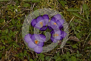 The Crocus vernus Spring Crocus, Giant Crocus.