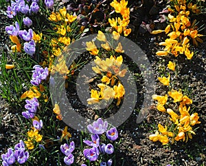 Crocus vernus (Spring Crocus, Giant Crocus)