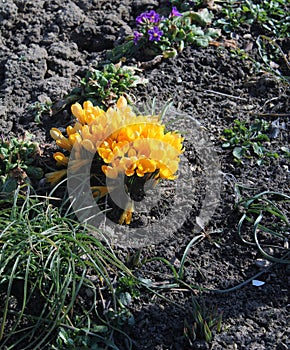 Crocus vernus (Spring Crocus, Giant Crocus)