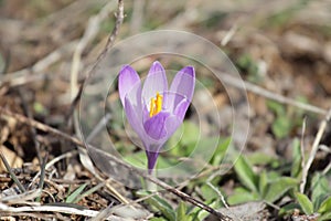 Crocus vernus spring flower