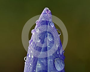 Crocus vernus, in the spring after a rain.