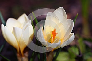 Crocus vernus - two blossoms of spring crocus are standing in th