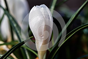 Crocus vernus white flower with rain drops