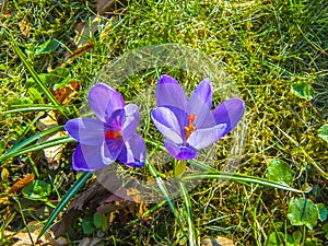 Crocus violet-blue. photo