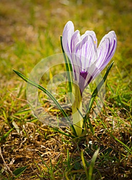 Crocus of white and lilac colors