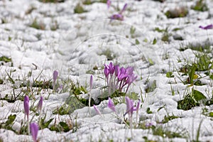Crocus in a wide green pasture in Dolomites