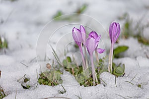 Crocus in a wide green pasture in Dolomites