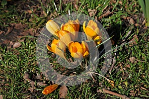 Crocus yellow flowers in nature in danish capital Copenhagen