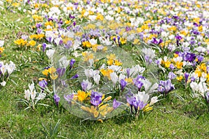 Crocuses