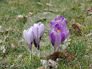 Crocuses