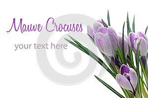 Crocuses