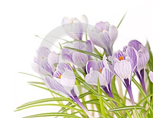 Crocuses