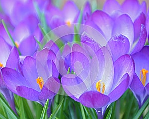 Crocuses