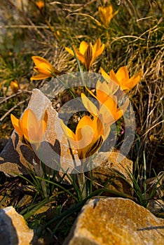 Crocuses