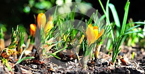 Crocuses