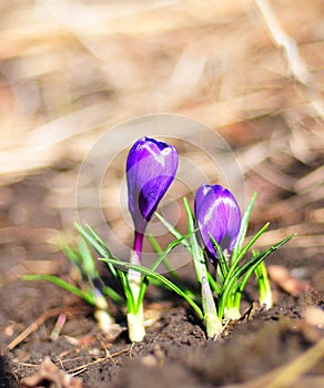 Crocuses