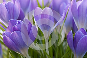 Crocuses