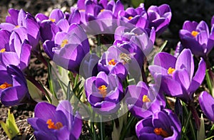 crocuses