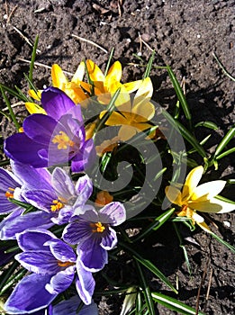 Crocuses