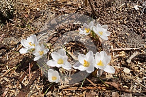 Crocuses `Ard Schenk` in the garden. Berlin, Germany