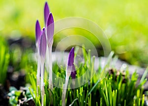 Crocuses awaken spring