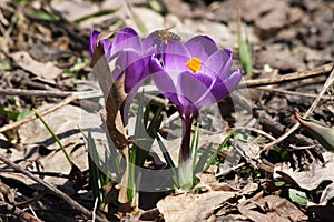 Crocuses and a bee