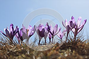 crocuses bloom against the background of the blue sky