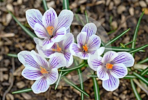 White and purple crocuses in bloom