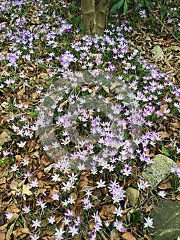 Crocuses blooming